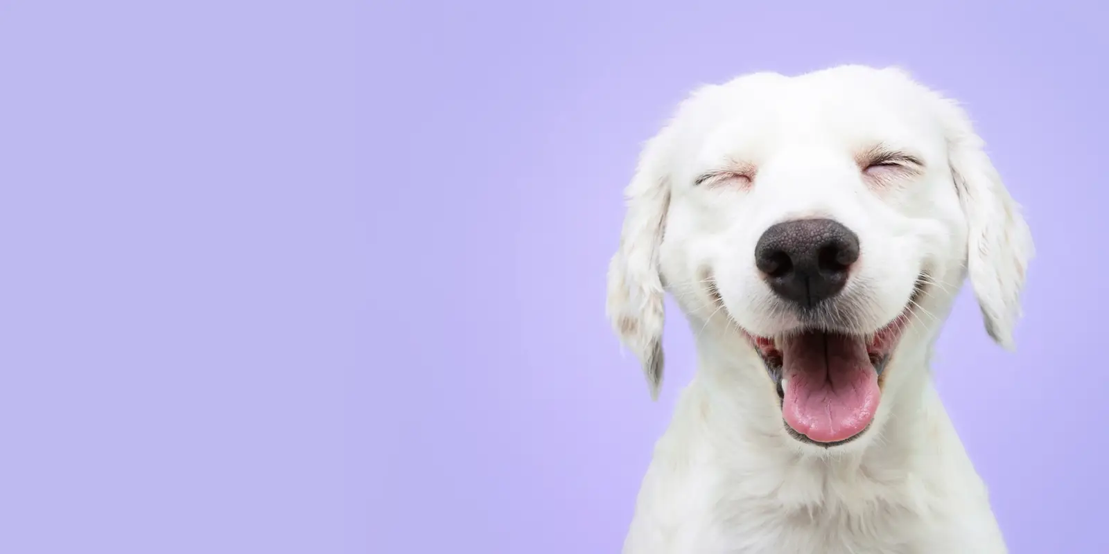 Smiling white dog on a light purple background.