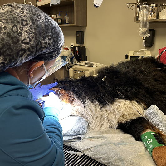 A dog on a veterinary table undergoing a procedure, attended by a vet with medical equipment nearby.