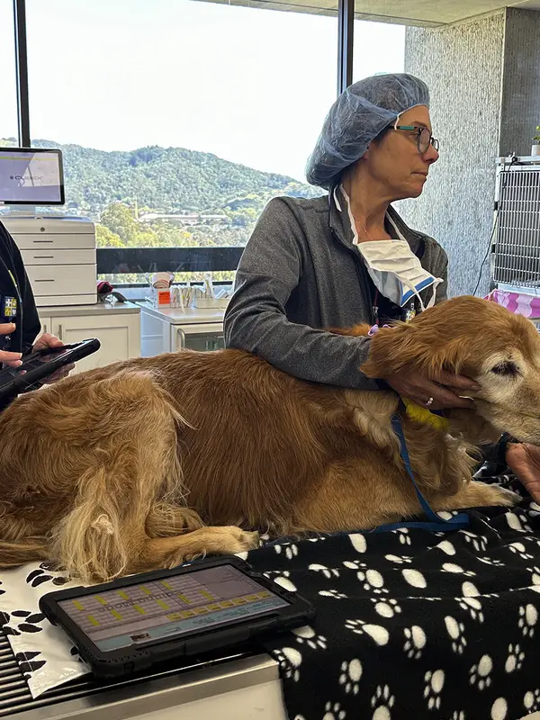 Veterinary professionals caring for a dog in a clinical setting with medical equipment around them.