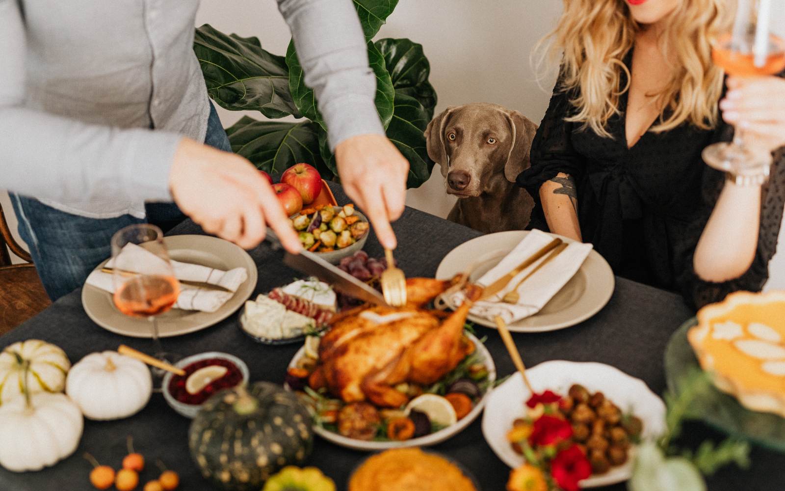 Thanksgiving Feast or Fiasco? Foods to Share - and Avoid - with Your Pets