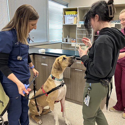 A dog in a veterinary clinic sitting while looking at a woman holding a treat, with two other vets in scrubs nearby.