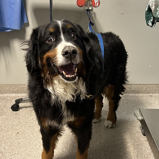 Smiling black, white, and brown dog wearing a blue harness, standing on a veterinary clinic floor.