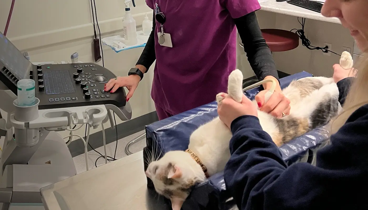 One vet performs an ultrasound on a cat while another vet supports the animal.