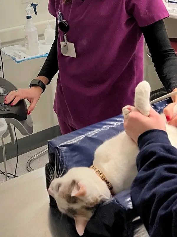 One vet performs an ultrasound on a cat while another vet supports the animal.