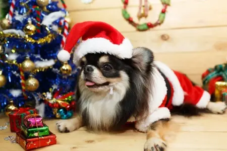 Protect Your Furry Friend with These Holiday Pet Safety Tips