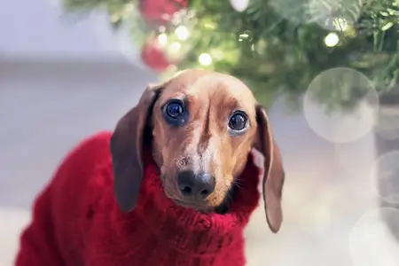 Keep Your Pet Happy And Warm This Winter Holiday