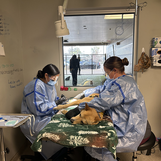 Veterinary staff attending to a dog on a table in a clinic room.