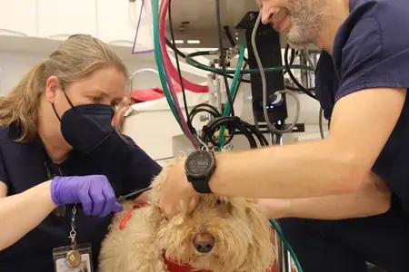 2026 breed risk report: The pets most likely to need emergency care in California and Marin County