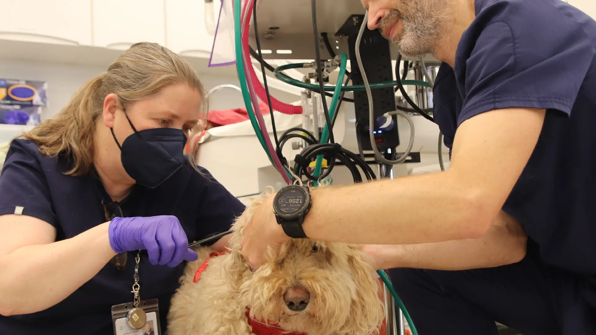 A photo of a dog receiving emergency care to introduce a Breed Risk Report on pet emergency and specialty care in Marin County from Pet Emergency & Specialty Center of Marin.