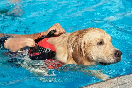 Pets and Water Safety: Avoiding Water Drowning and Dry Drowning