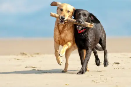 Information on the Diagnosis and Treatment of Canine Mast Cell Tumors