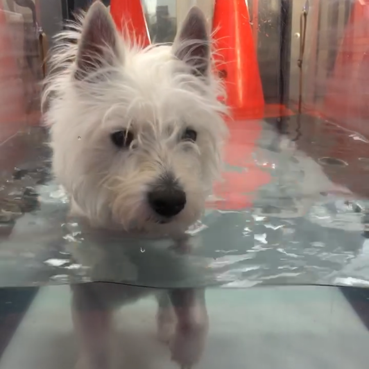 A small white dog walking on an underwater treadmill during hydrotherapy.