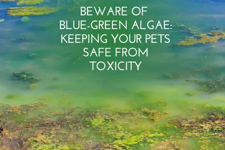 Beware of Blue-Green Algae: Keeping Your Pets Safe from Toxicity