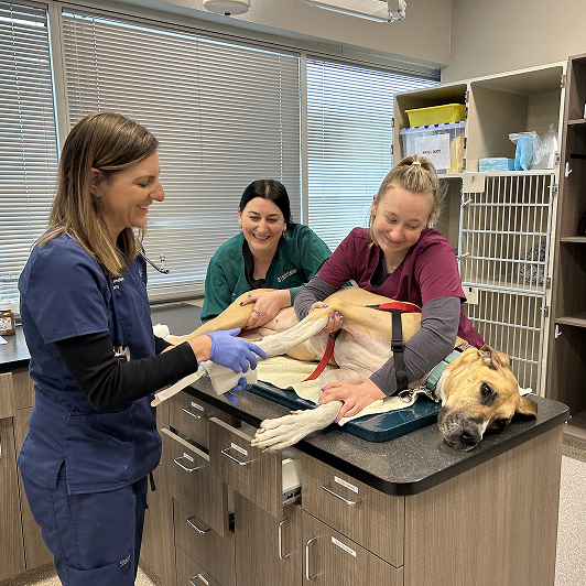 Three vets in scrubs in a veterinary clinic attending to a large dog on a table.