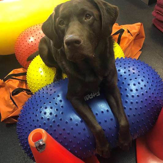 Chocolate Labrador on a blue textured exercise ball, surrounded by colorful equipment.