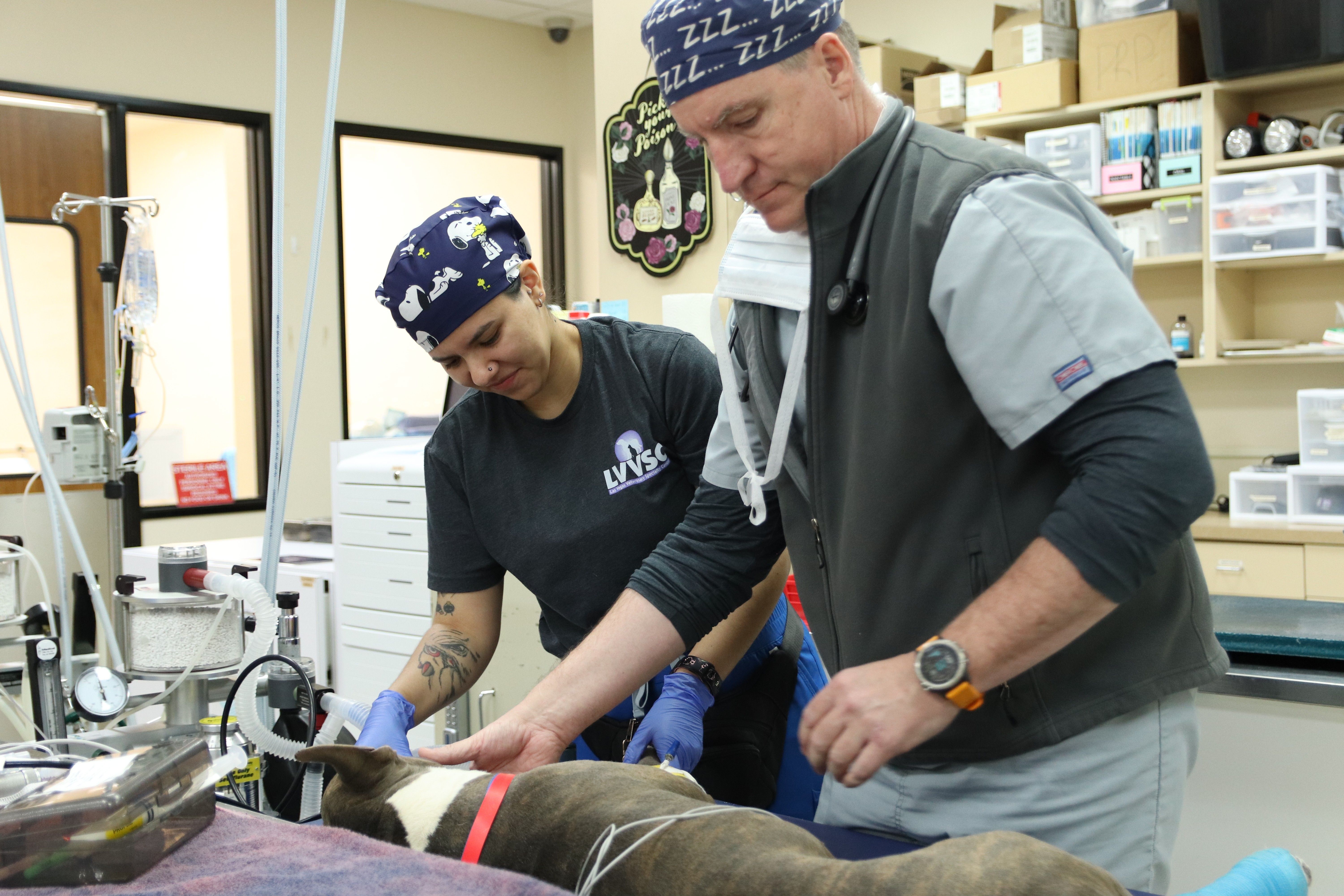 What's Really Happening While Your Pet Is Under Anesthesia