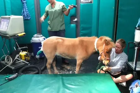 Dr. Mason Performs Mini Horse Surgery
