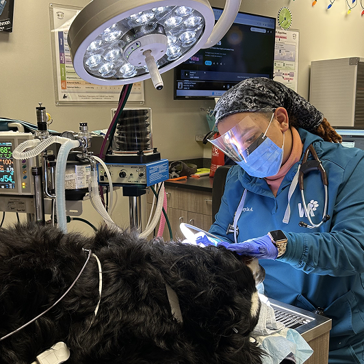 Veterinary professional performing a surgical procedure on a large black dog in an operating room.