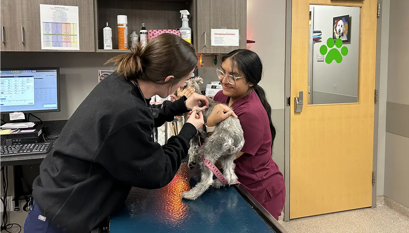 Two veterinary staff caring for a small dog on a clinic examination table.