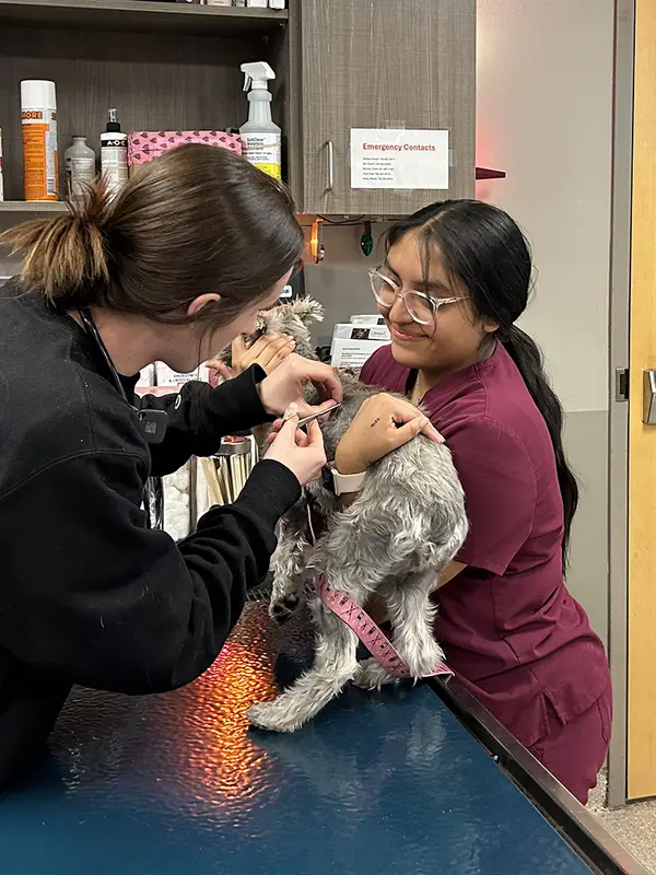 Two veterinary staff caring for a small dog on a clinic examination table.