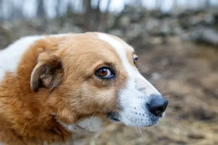 Staph Infection in Dogs: Recognizing Emergency Signs
