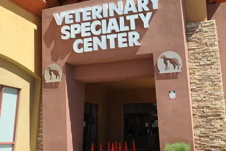 Las Vegas Dog Oncology Experts: Fighting Canine Cancer