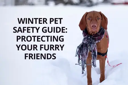 Winter Pet Safety Guide: Protecting Your Furry Friends
