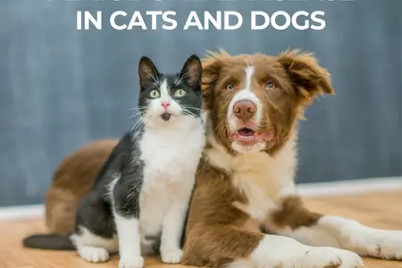 Periodontal Disease in Cats and Dogs