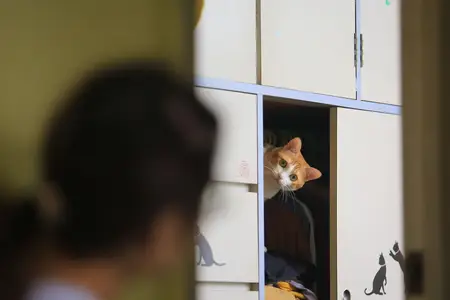 Emergency Cat UTI Treatment: What You Need to Know Now