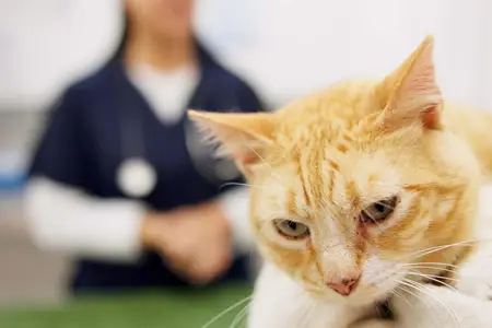 Emergency Signs of Diabetic Ketoacidosis in Cats