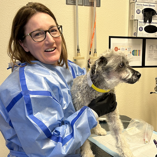 A vet hugs a small gray dog in a clinical setting.