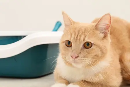 Megacolon in Cats: Recognizing the Emergency Signs