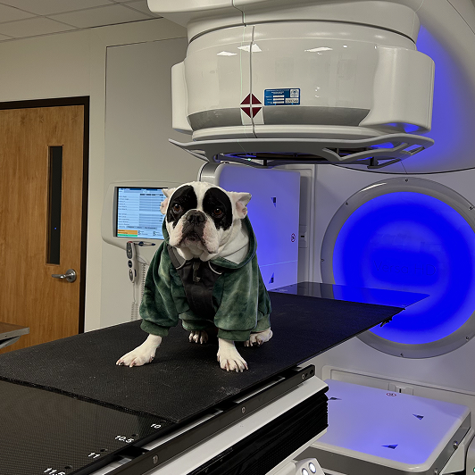 A bulldog in a green jacket sits on a medical platform under a large white machine with a blue light reading "Versa HD" in the background.
