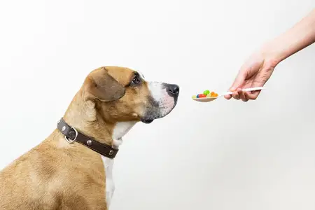 Rat Poison Toxicity in Dogs: An Emergency Guide