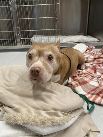 Supporting Local Shelters and Rescue Organizations
