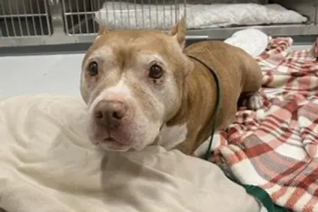 Supporting Local Shelters and Rescue Organizations