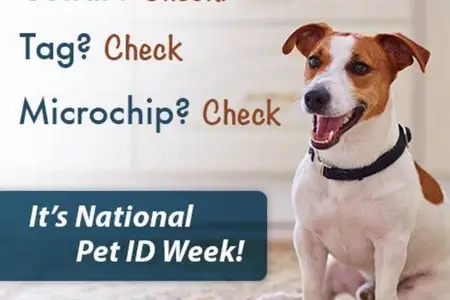 It’s National Pet ID Week