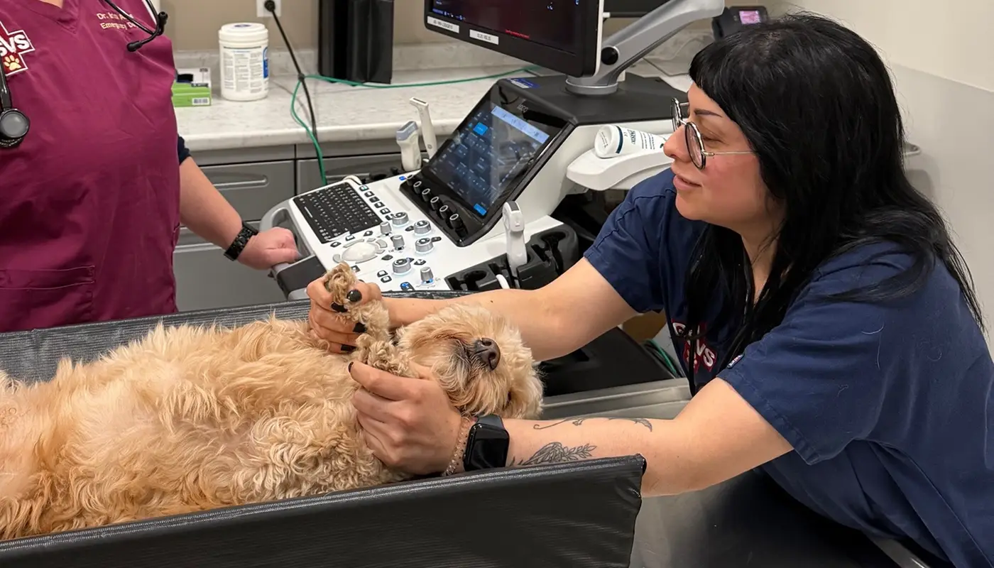 Person in a blue uniform interacting with a small dog on an examination table.