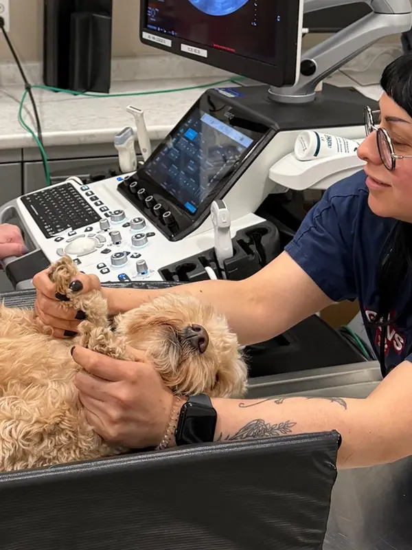 Person in a blue uniform interacting with a small dog on an examination table.