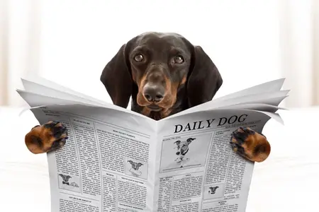 Pepto Bismol for Dogs: Is It Actually Safe?