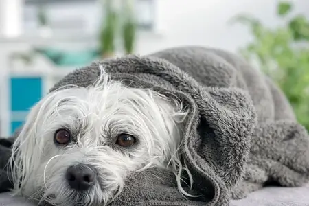 Hot Spots in Dogs: Recognizing a Veterinary Emergency