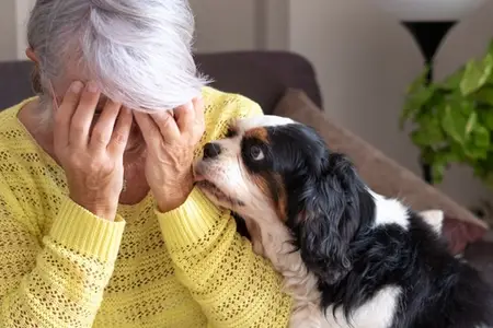 Dog Bloat and a Hard Abdomen: Immediate Steps to Take