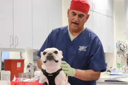 How Social Media & AI Shape the Pet Care Trends Owners Try