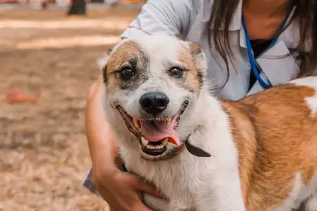When Your Dog's Panting Becomes an Emergency
