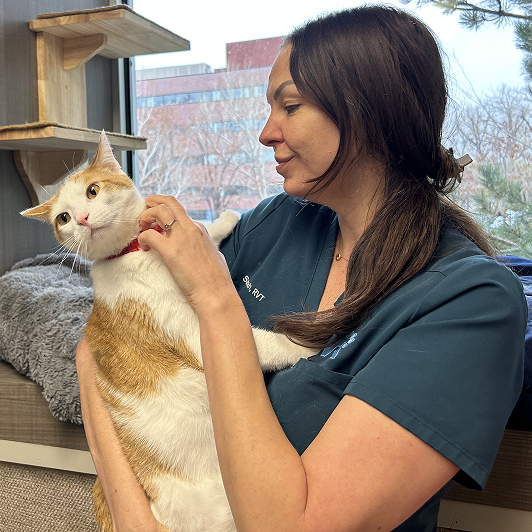 A woman in a teal scrub top holds and pets an orange and cream spotted cat in a veterinary office.