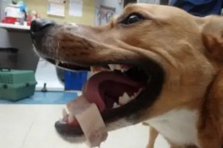 The Danger of Marrow Bones