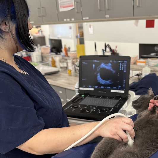 A veterinary professional performs an ultrasound on a gray cat.