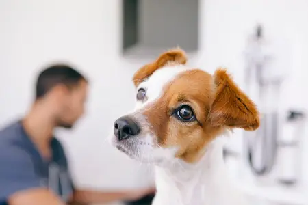 Methocarbamol Toxicity in Dogs: Identifying Danger