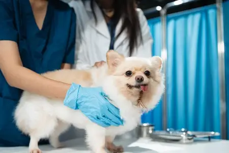 Addison's Disease Crisis in Dogs: When Immediate Care is Vital
