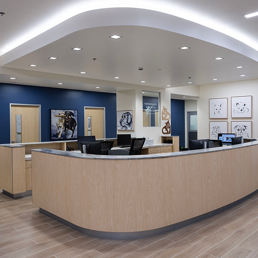 The front entrance of the vet clinic with long curved reception desk and blue walls with dog paintings.